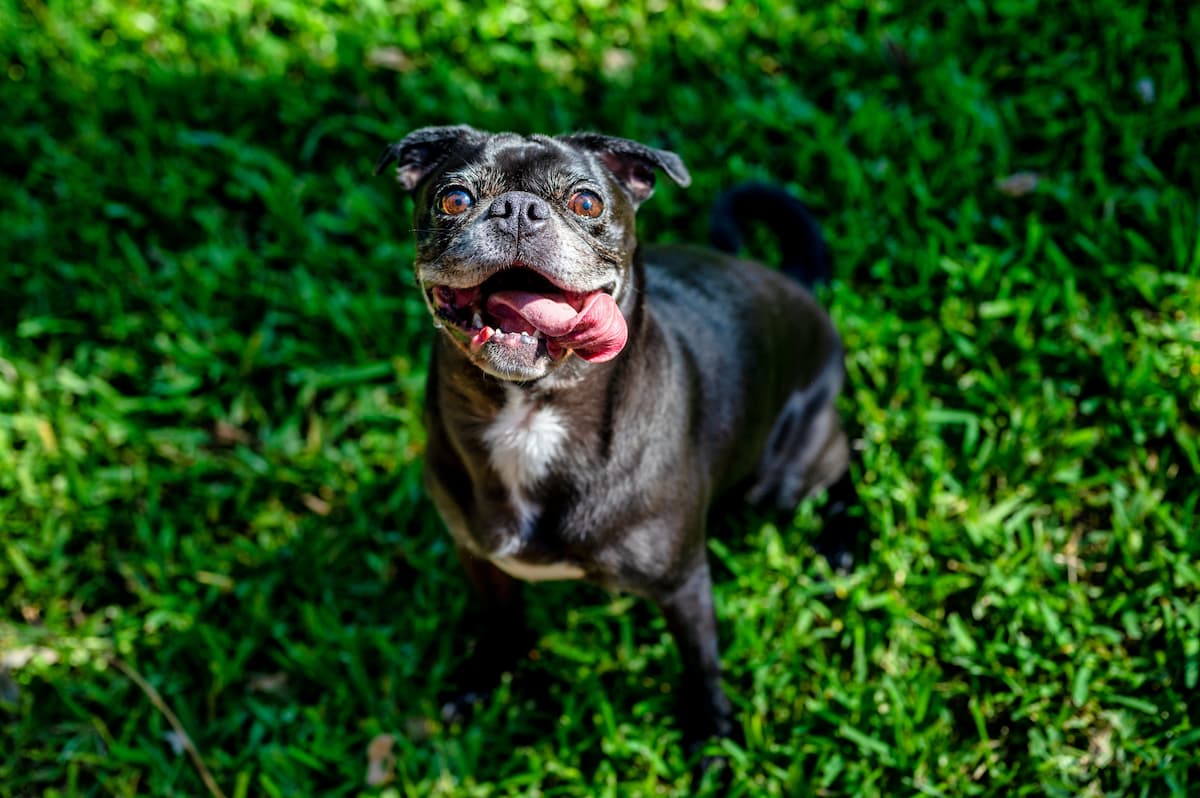 veterinary-oncology-resources-links-articles-for-patients